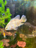 Albino Tiger Oscar