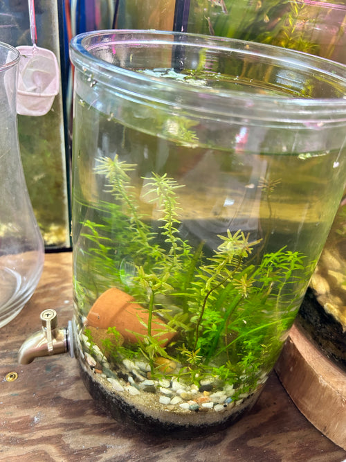 2 Gallon Planted Aquarium
