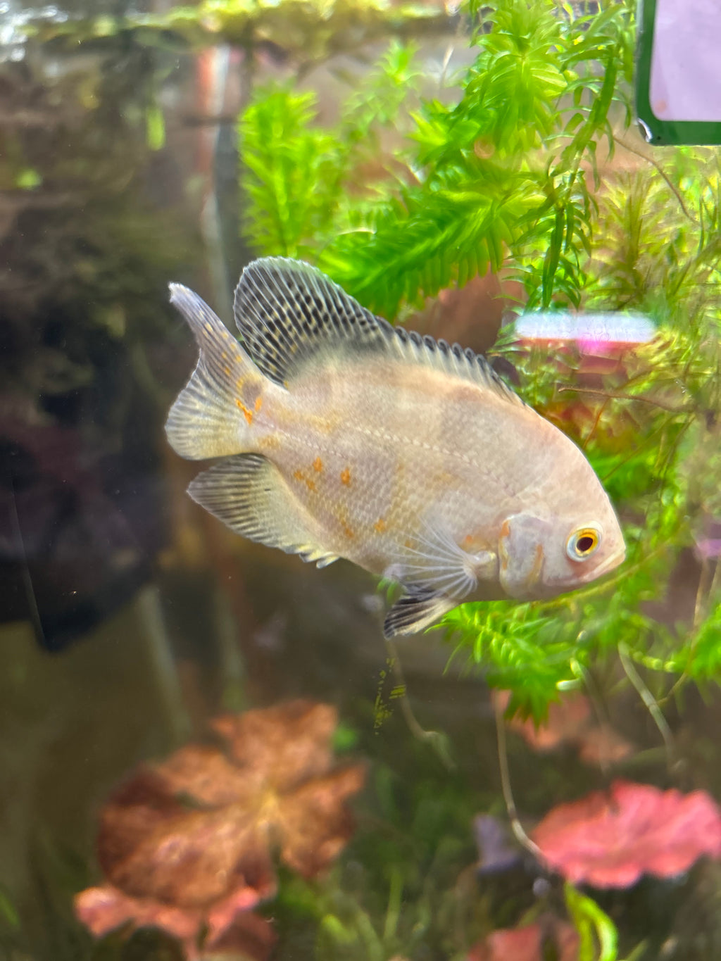 Albino Tiger Oscar