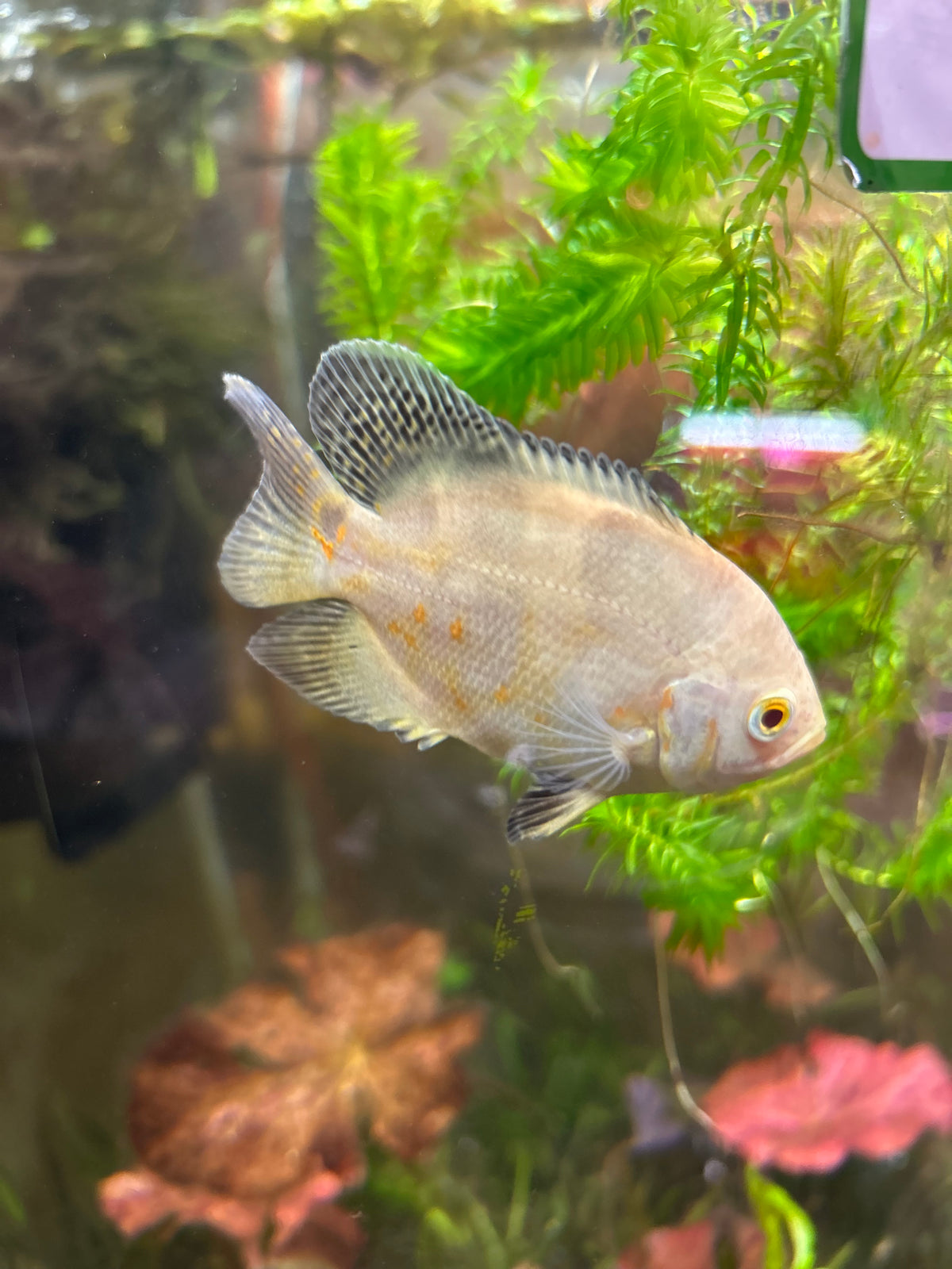 Albino Tiger Oscar