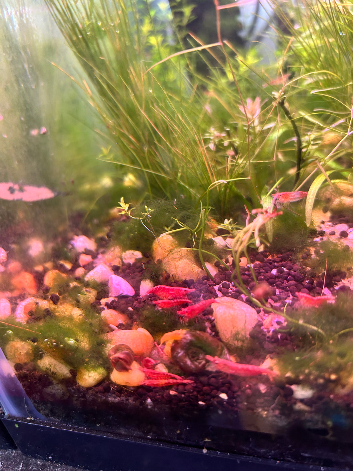 5 Cherry Red Neocaridina Shrimp