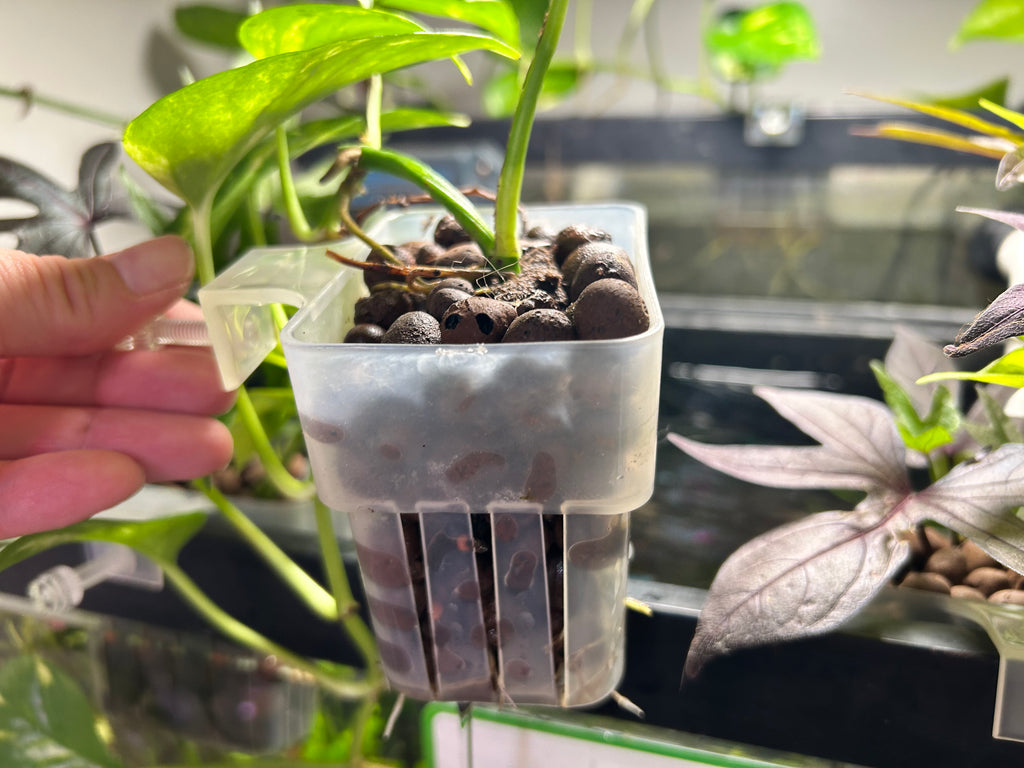 Hanging Aquarium Plant with Clay Pellets