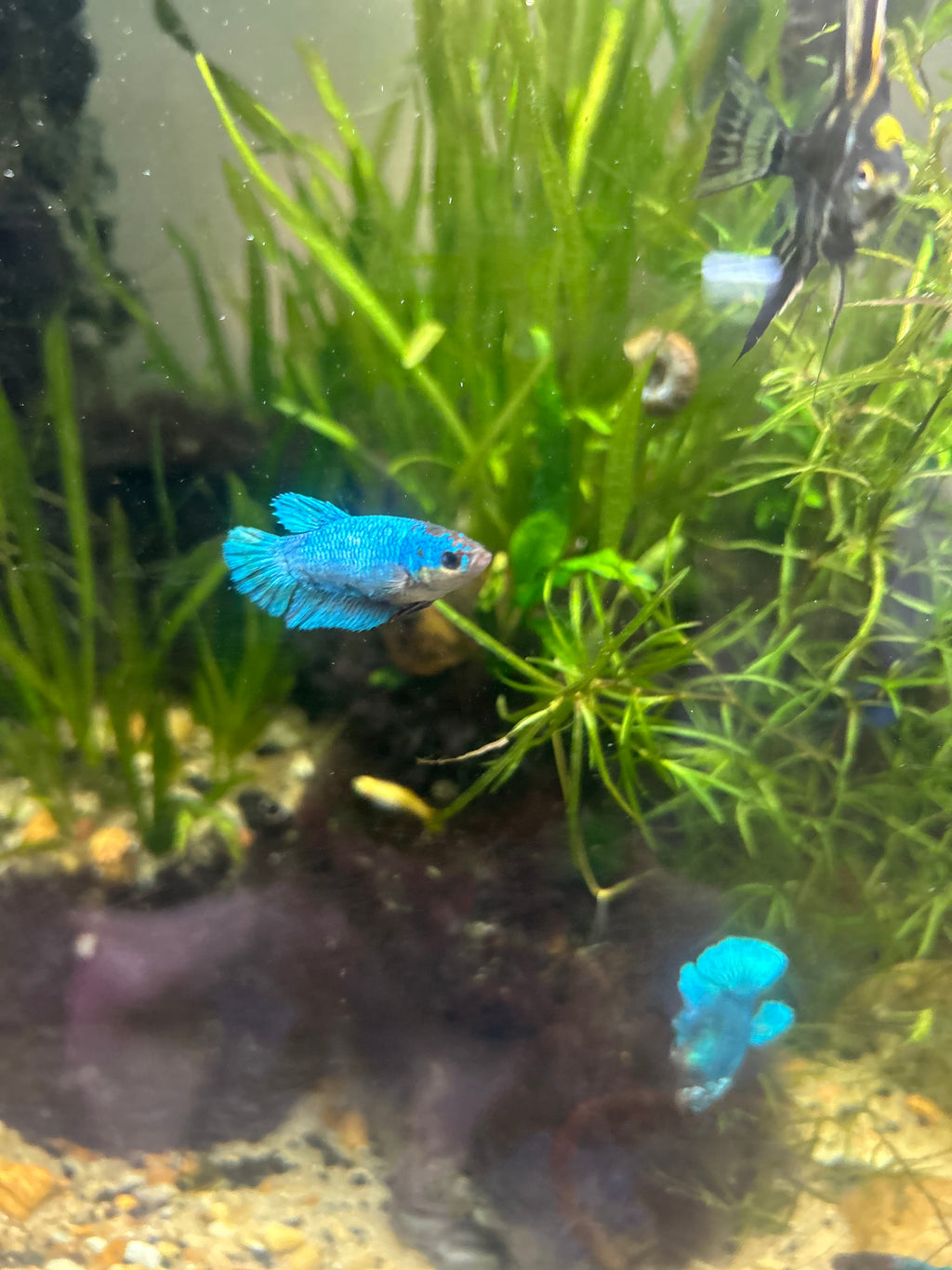 Marble Betta
