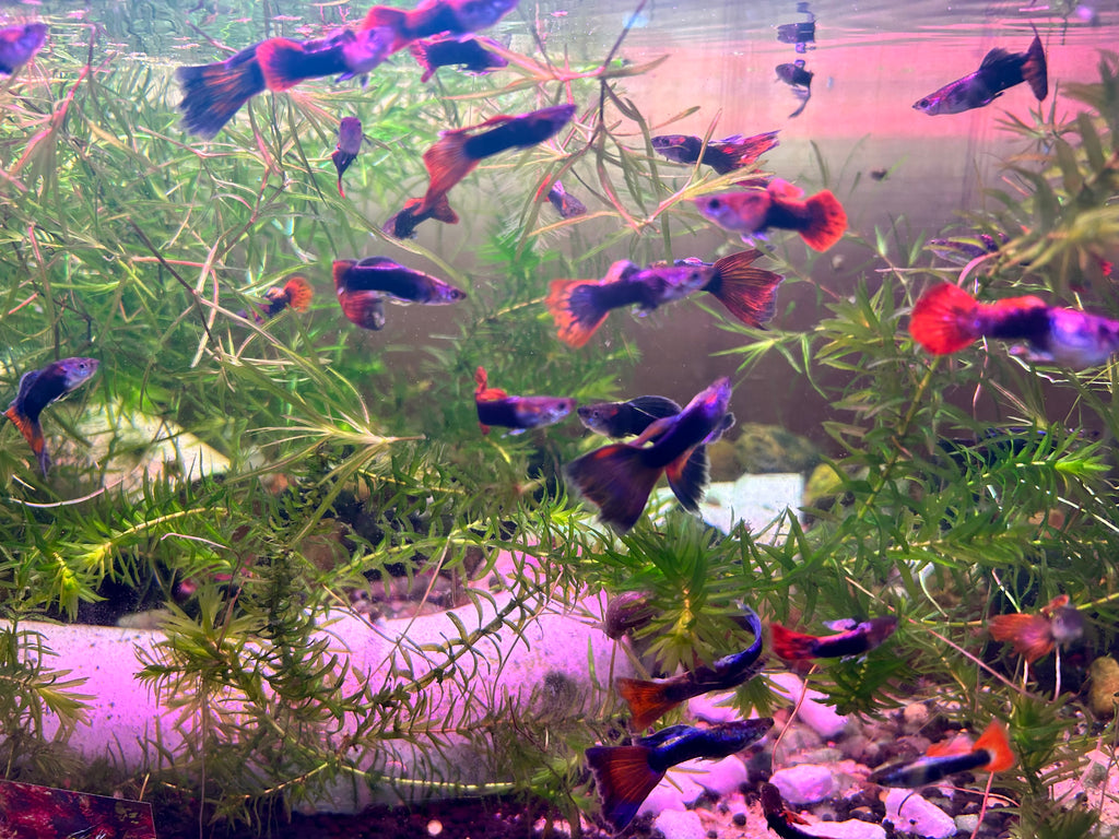 Fancy Tuxedo Guppy Trio