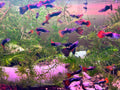 Fancy Tuxedo Guppy Trio
