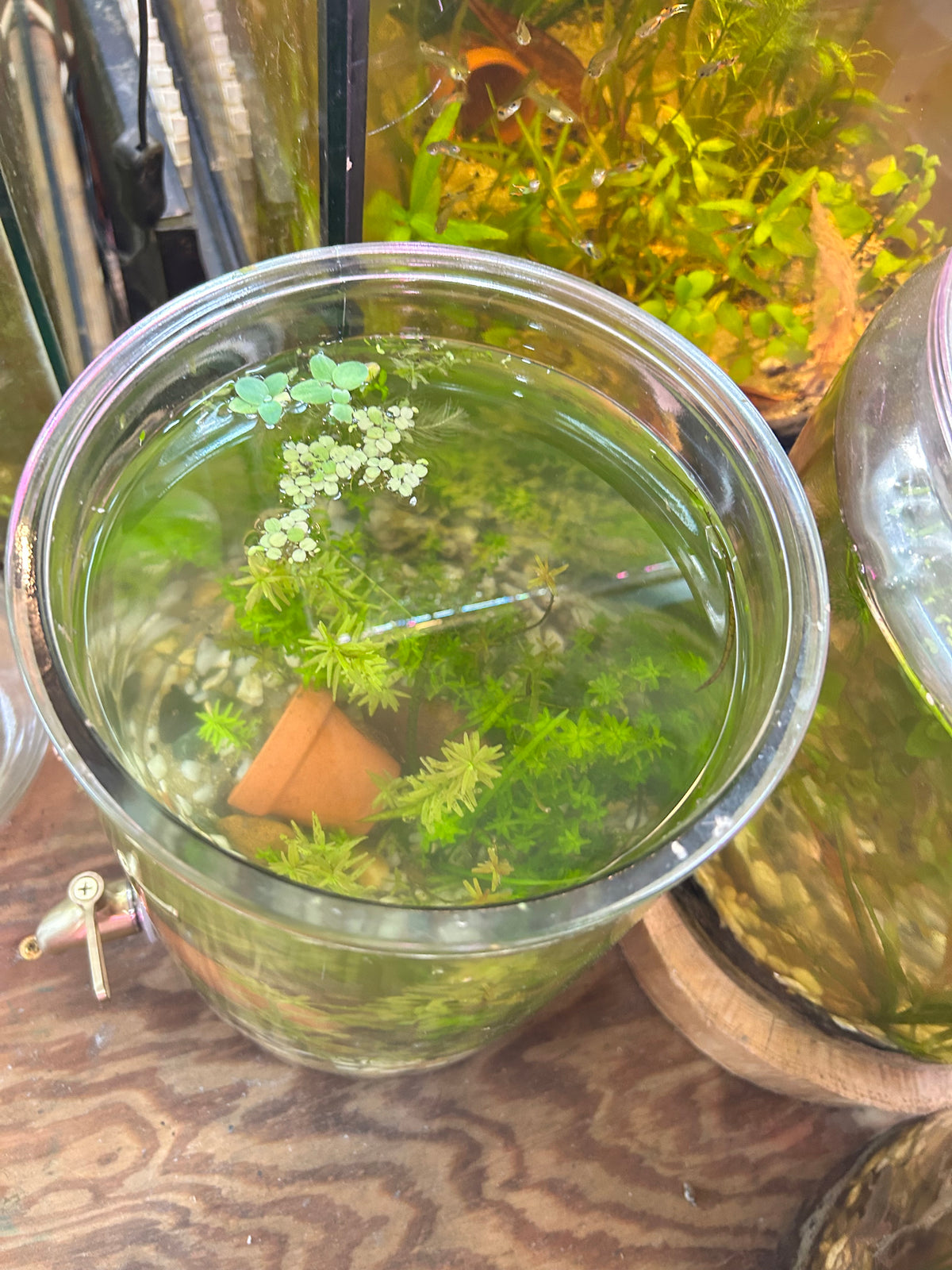 2 Gallon Planted Aquarium