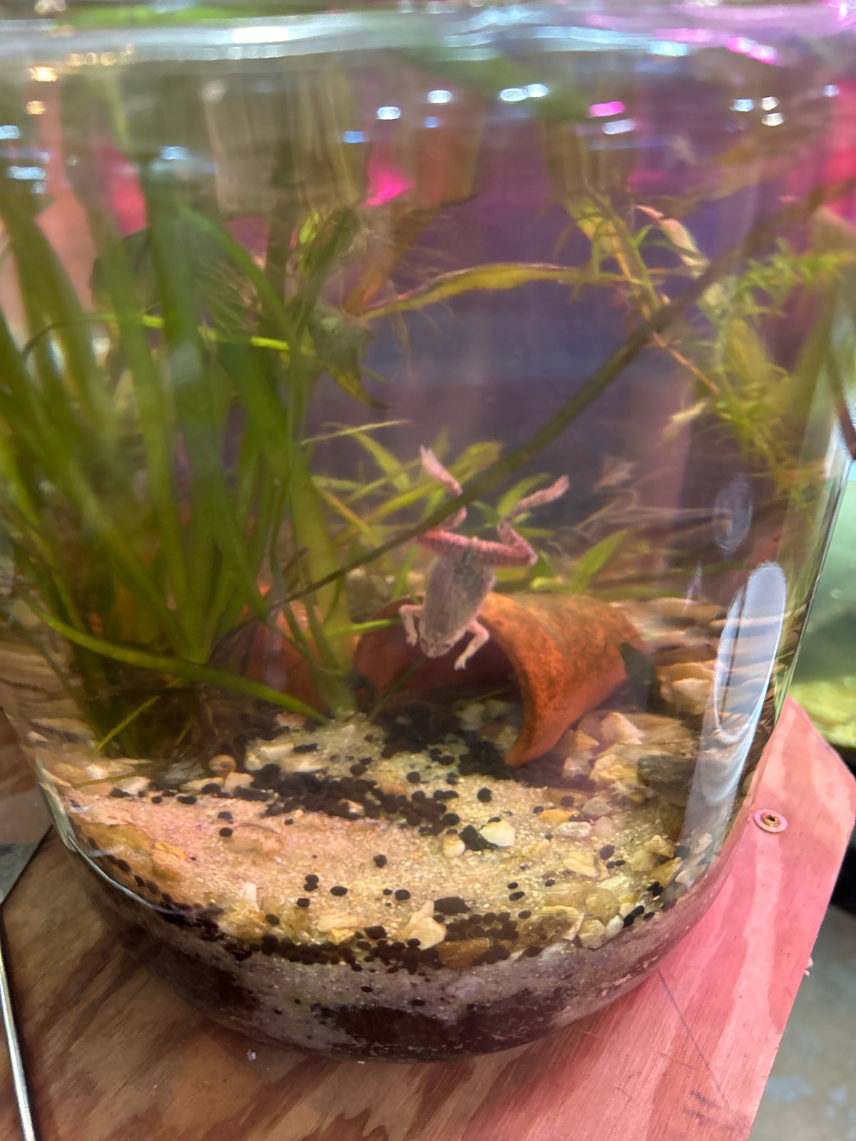 2 Gallon Planted Aquarium