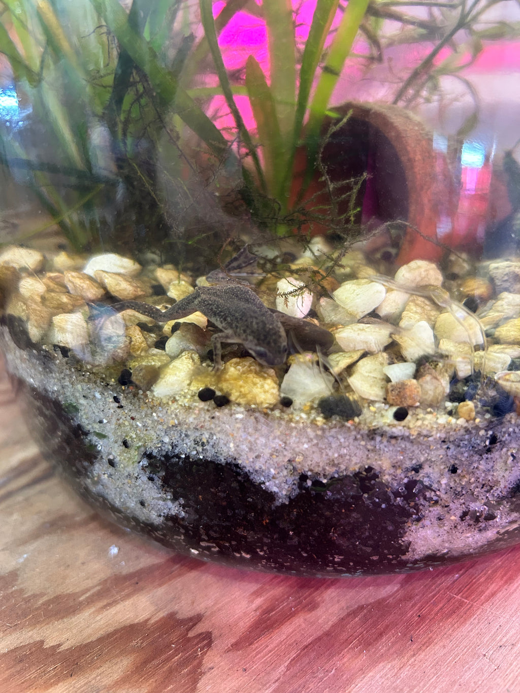 African Dwarf Frogs