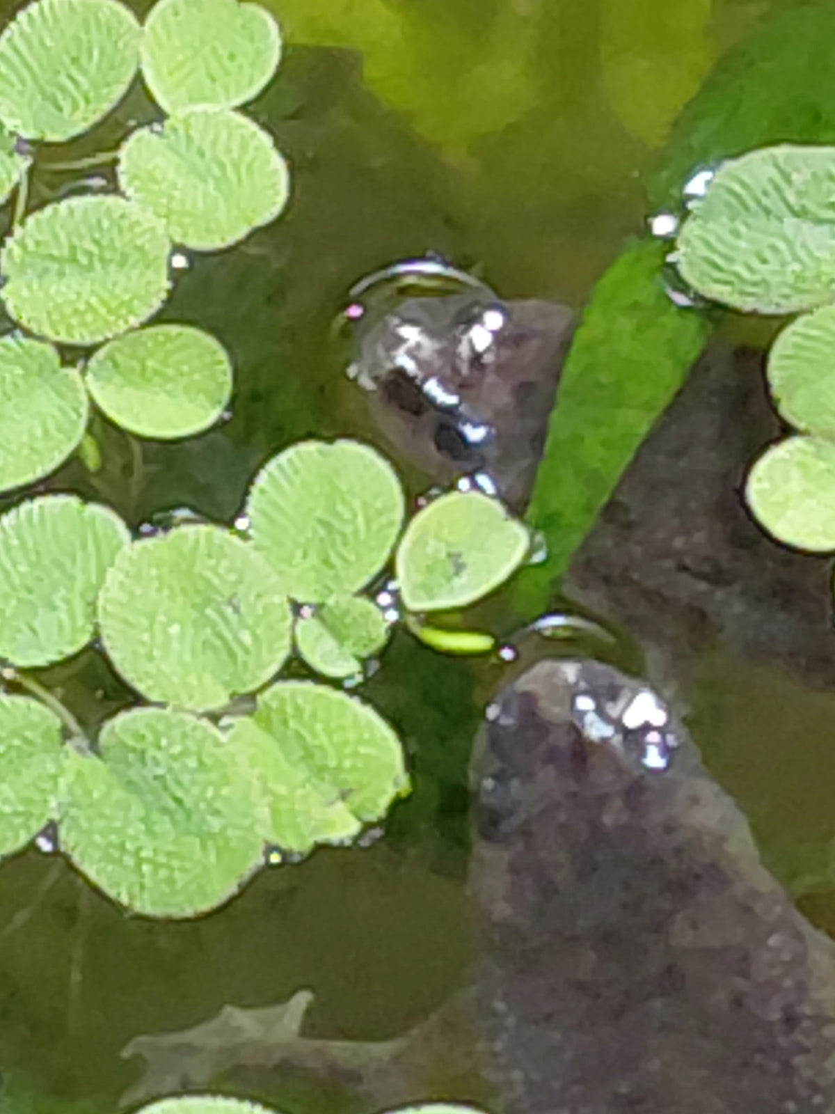 African Dwarf Frogs
