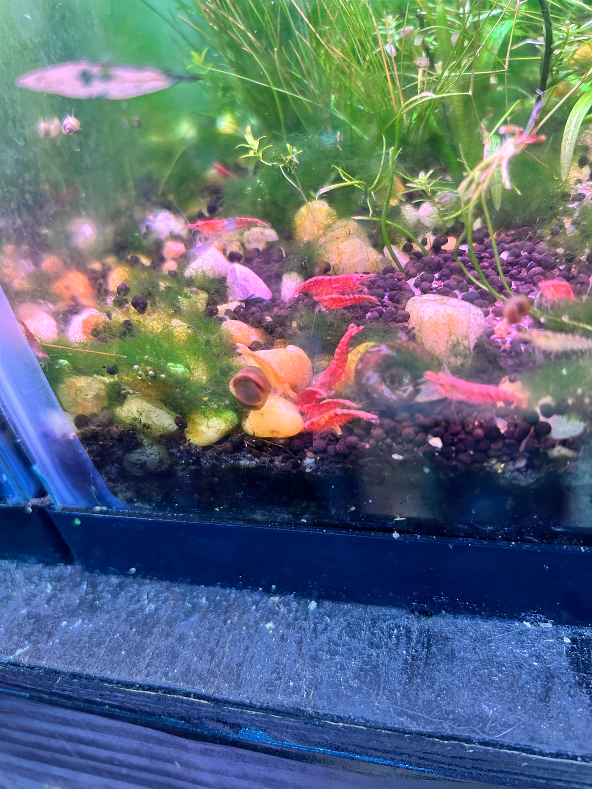 5 Cherry Red Neocaridina Shrimp
