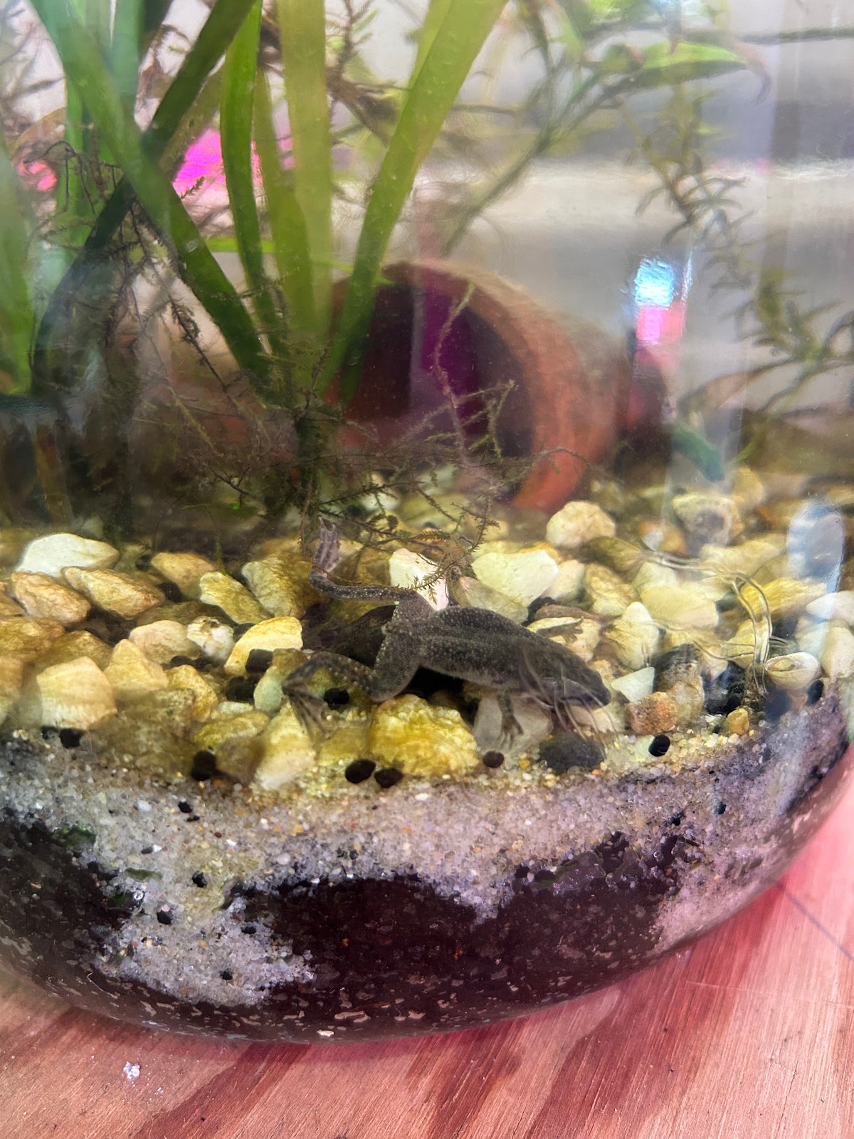 African Dwarf Frogs