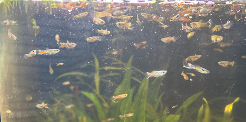Endler Guppies