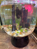 Driftwood Planted Bowl