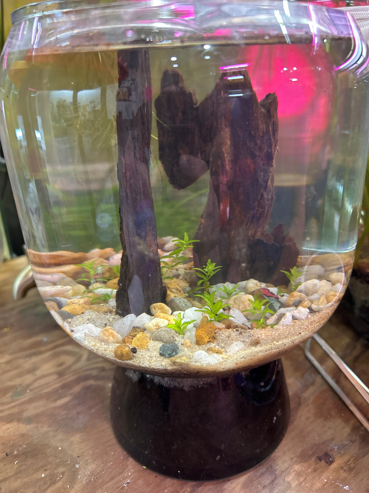 Driftwood Planted Bowl