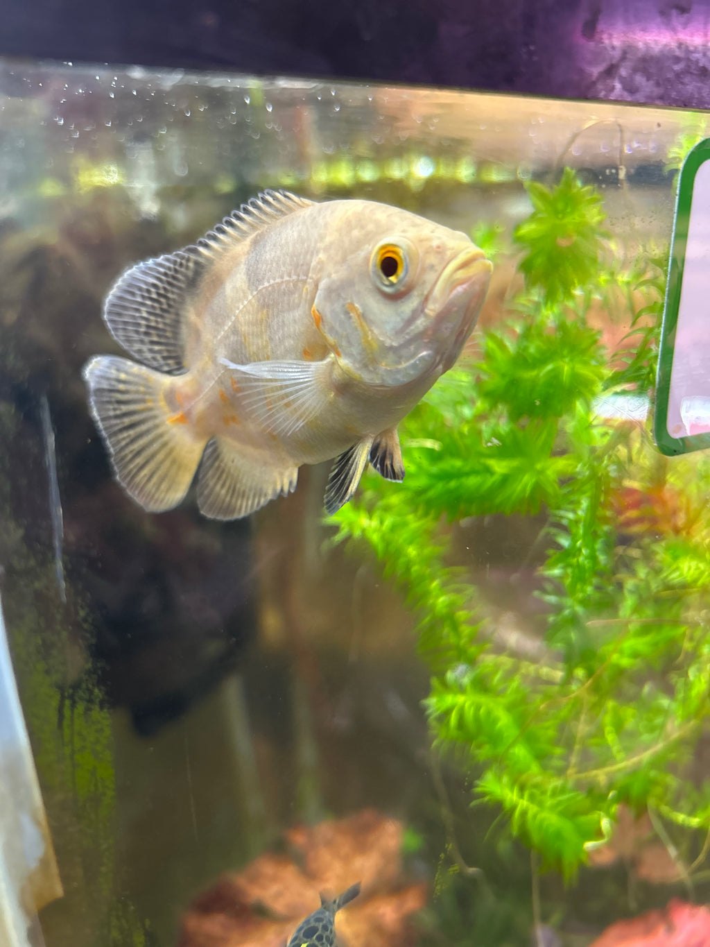 Albino Tiger Oscar