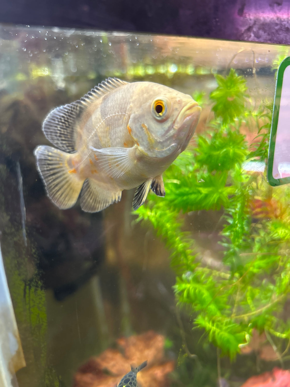 Albino Tiger Oscar