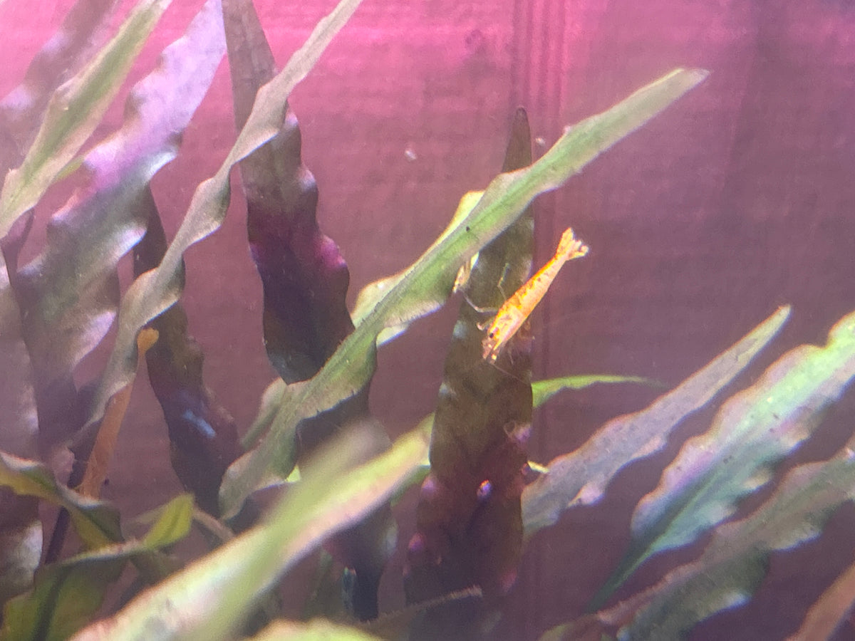 5 Orange Fire Neocaridina Shrimp