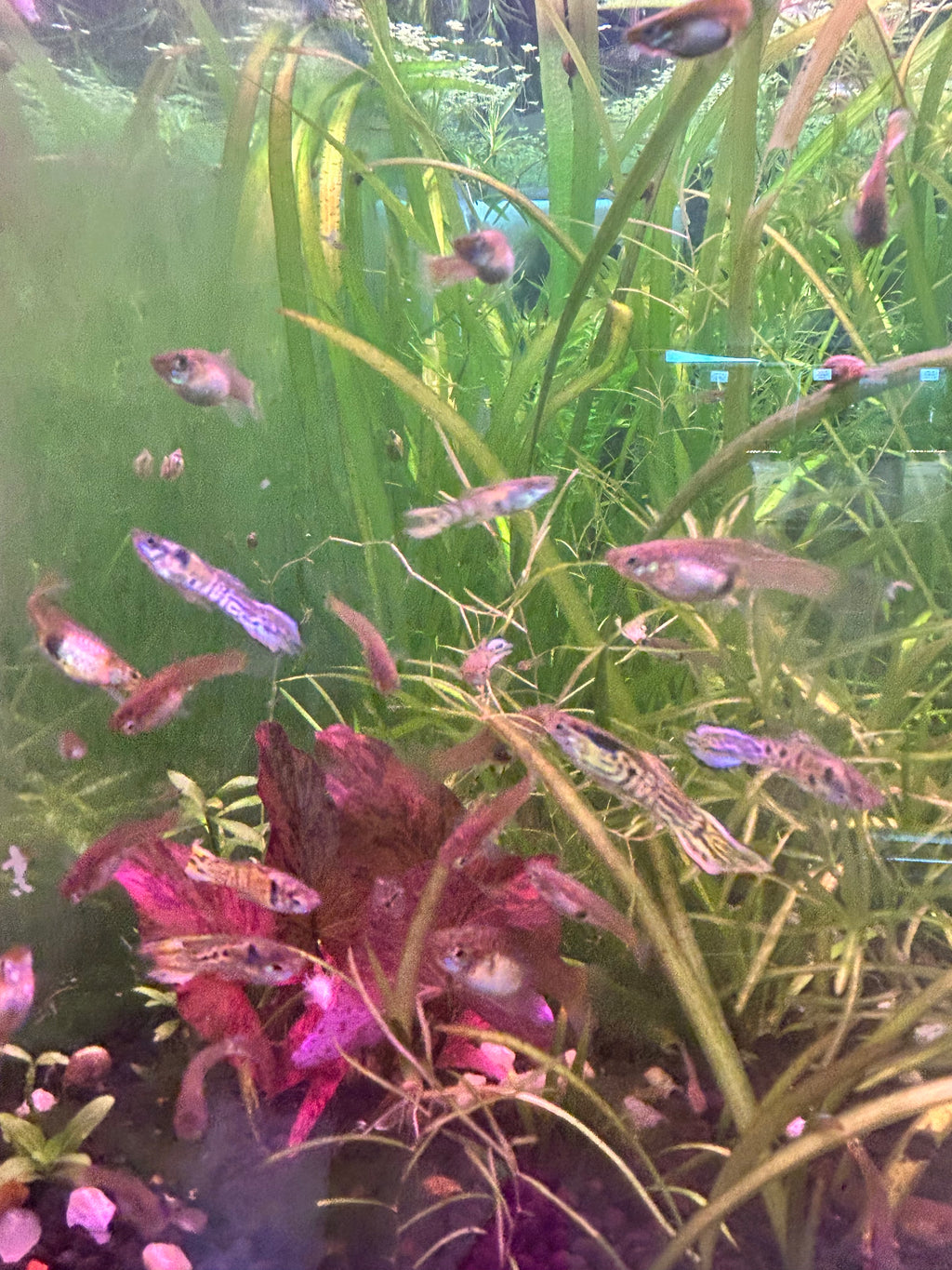 Cobra Endler Guppy Pair