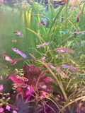 Cobra Endler Guppy Pair