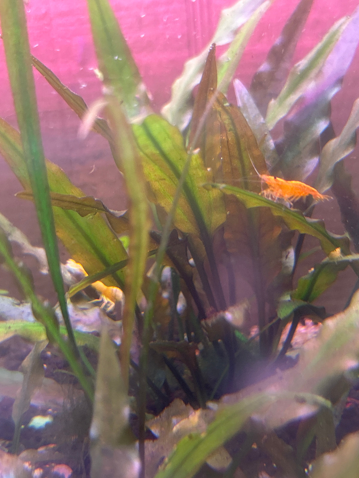 5 Orange Fire Neocaridina Shrimp