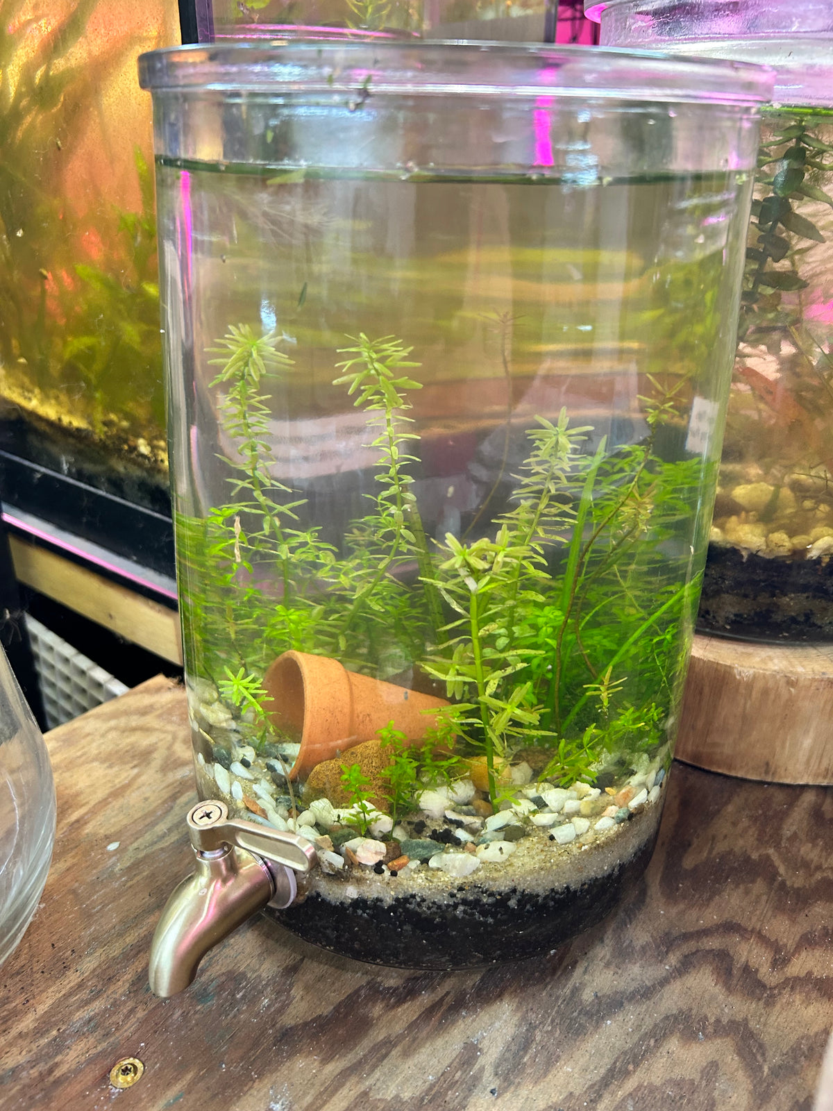 2 Gallon Planted Aquarium