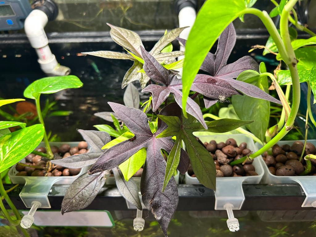 Hanging Aquarium Plant with Clay Pellets