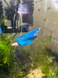 Marble Betta