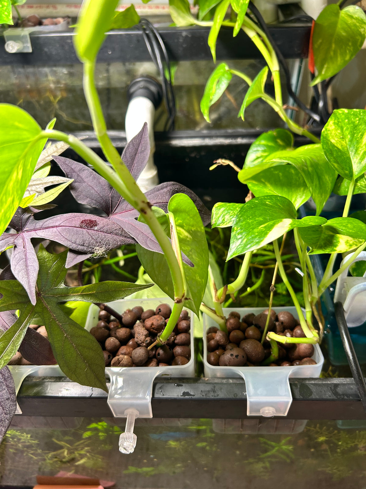 Hanging Aquarium Plant with Clay Pellets
