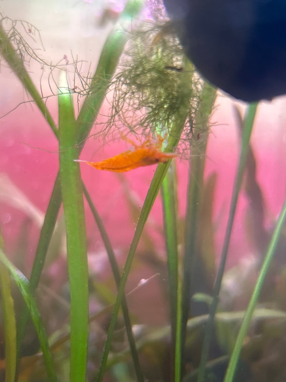 5 Orange Fire Neocaridina Shrimp