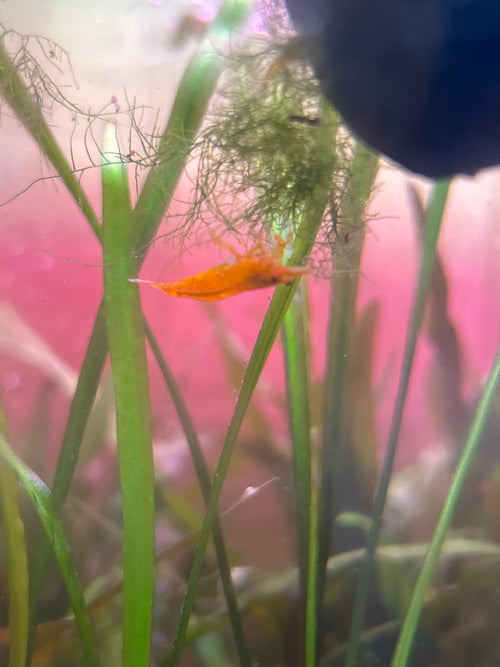 5 Orange Fire Neocaridina Shrimp