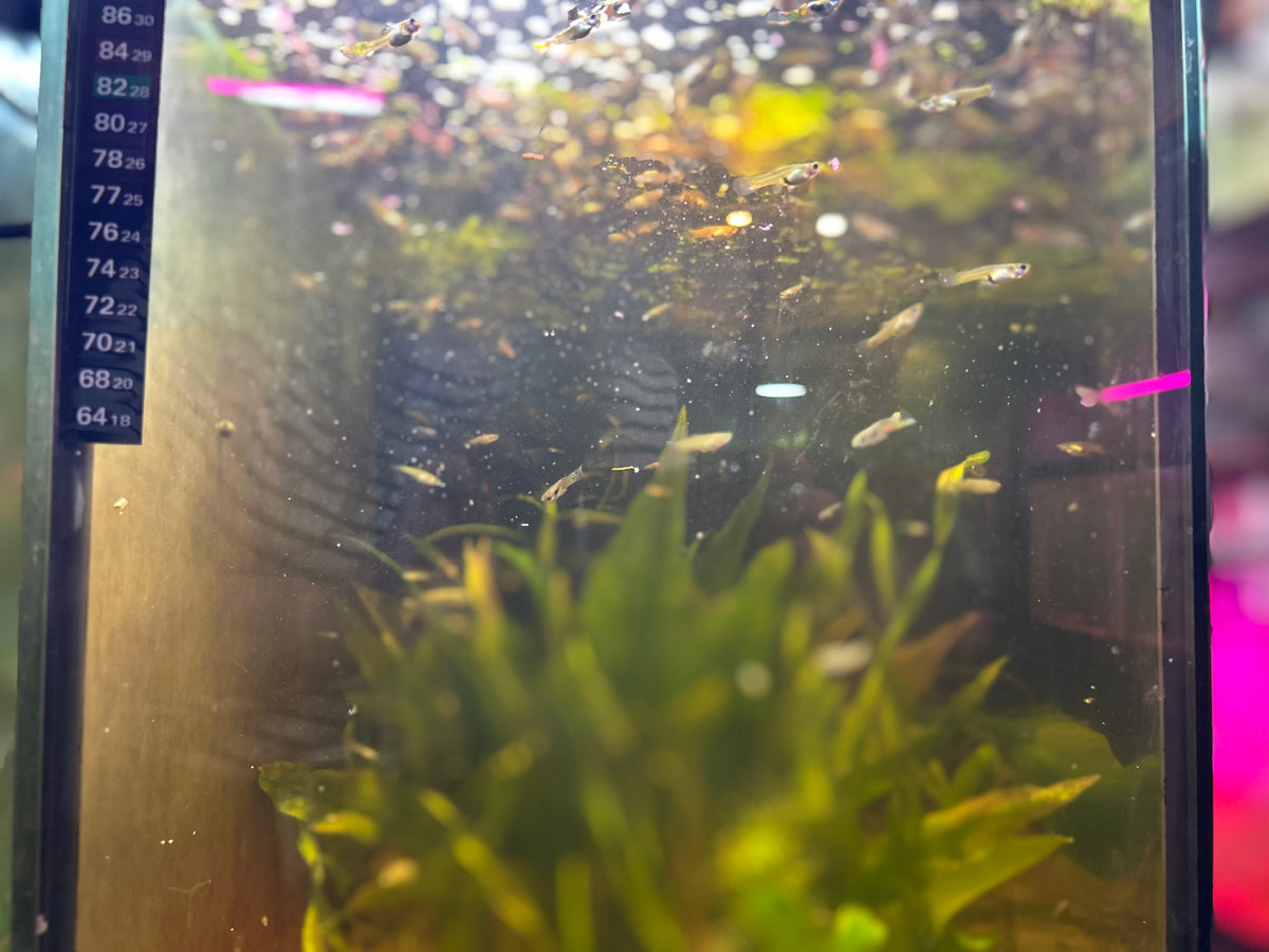 Endler Guppies