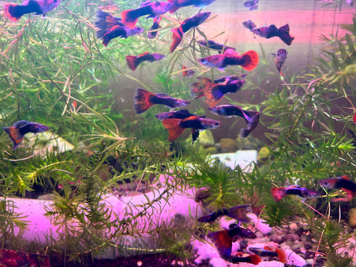 Fancy Tuxedo Guppy Trio
