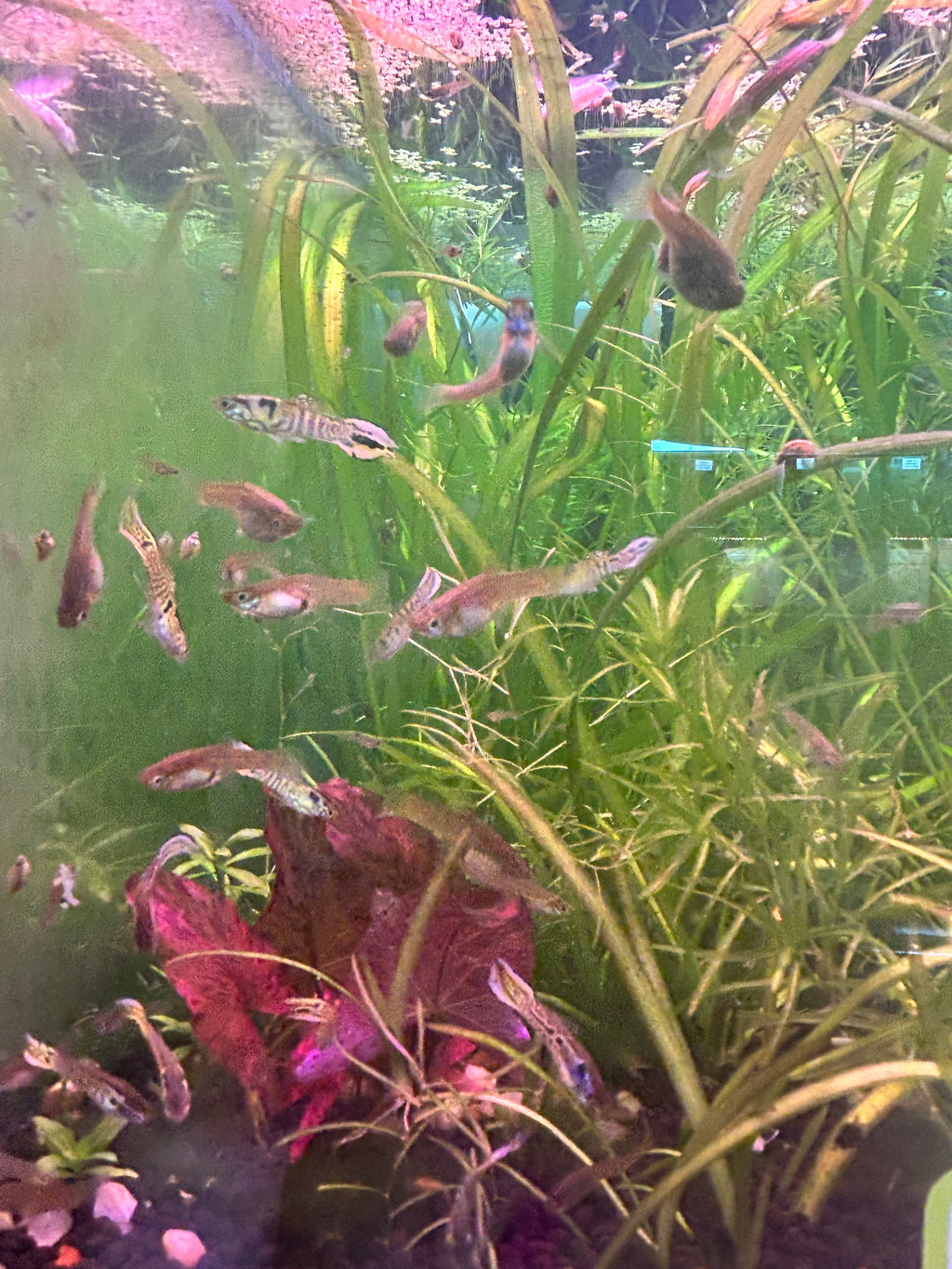 Cobra Endler Guppy Pair