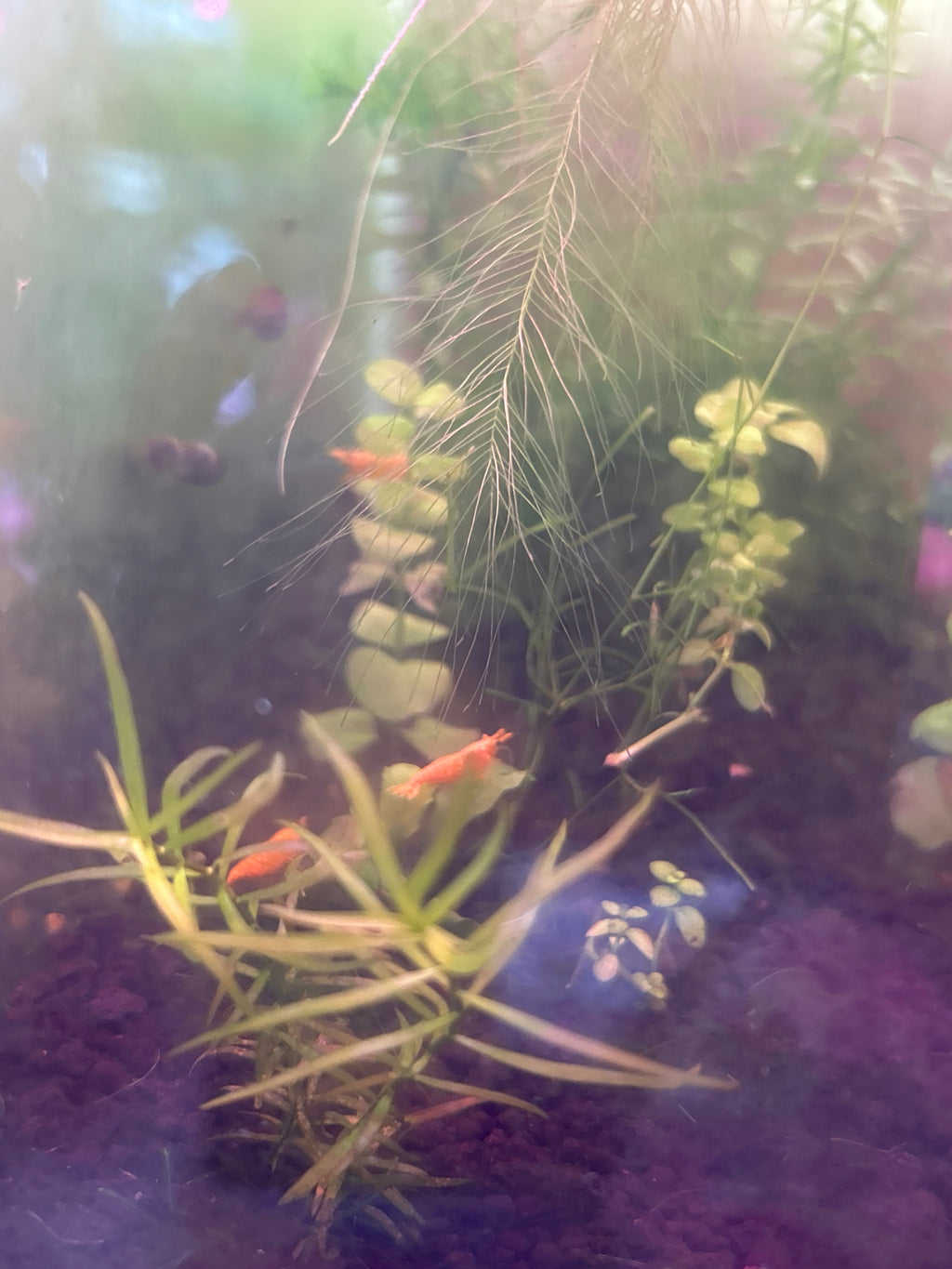 5 Orange Fire Neocaridina Shrimp