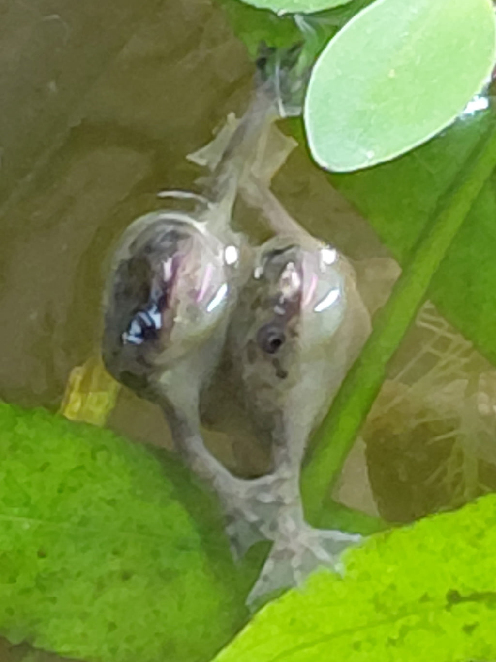 African Dwarf Frogs