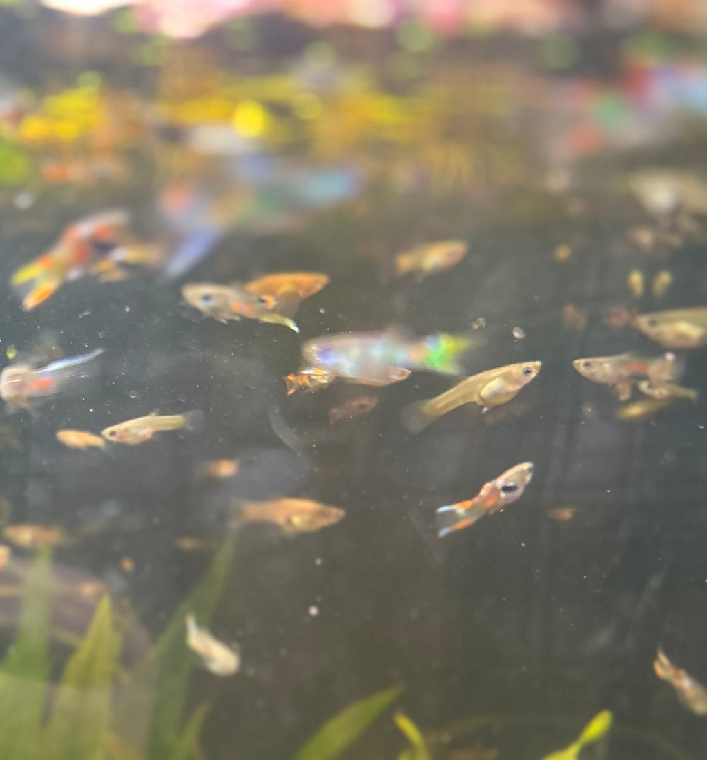 Endler Guppies