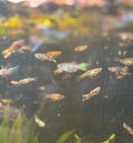 Endler Guppies