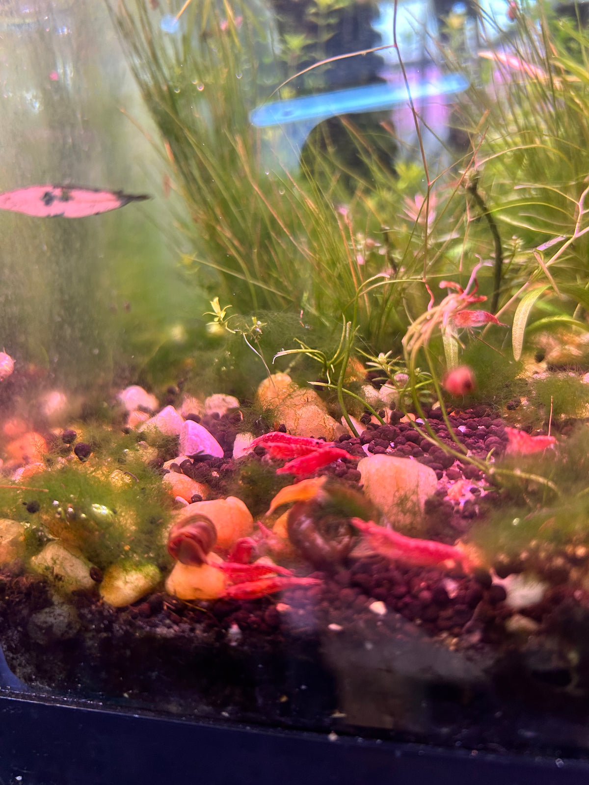 5 Cherry Red Neocaridina Shrimp