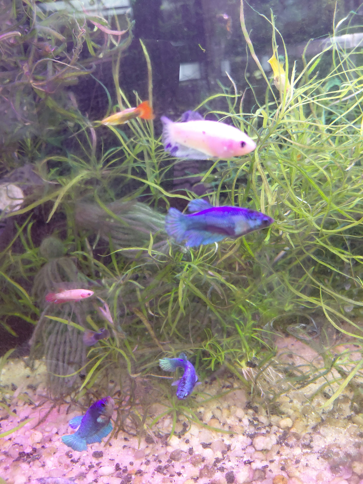 Juvenile Betta